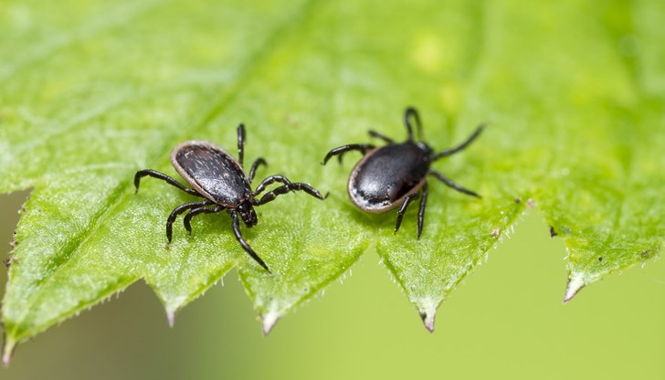 Община Русе препоръчва на гражданите да избягват третираните зони Община Русе препоръчва на гражданите да избягват третираните зони