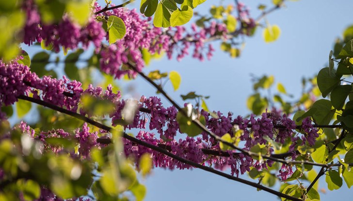 Красивите розово-лилави цветове на растението радват русенци Красивите розово-лилави цветове на растението радват русенци