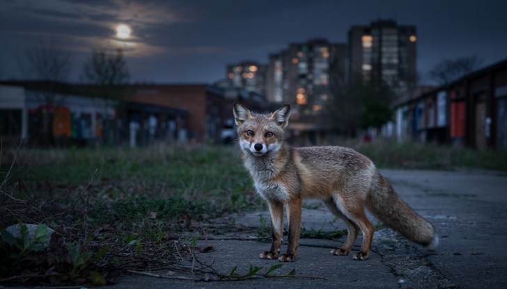 Дивите животни успешно се адаптират към градския живот Дивите животни успешно се адаптират към градския живот