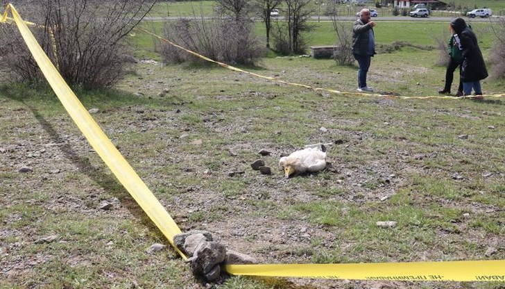 Защитените птици станаха жертва на отровна примамка в Източните Родопи Защитените птици станаха жертва на отровна примамка в Източните Родопи