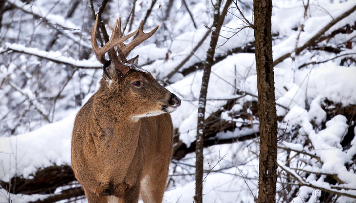 Незаконен отстрел на благороден елен в района на „Осенари – Кладни дял" Незаконен отстрел на благороден елен в района на „Осенари – Кладни дял"