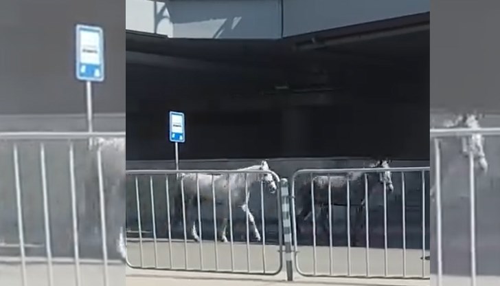 Животните препускали километри от квартал "Столипиново" до Централна поща Животните препускали километри от квартал "Столипиново" до Централна поща