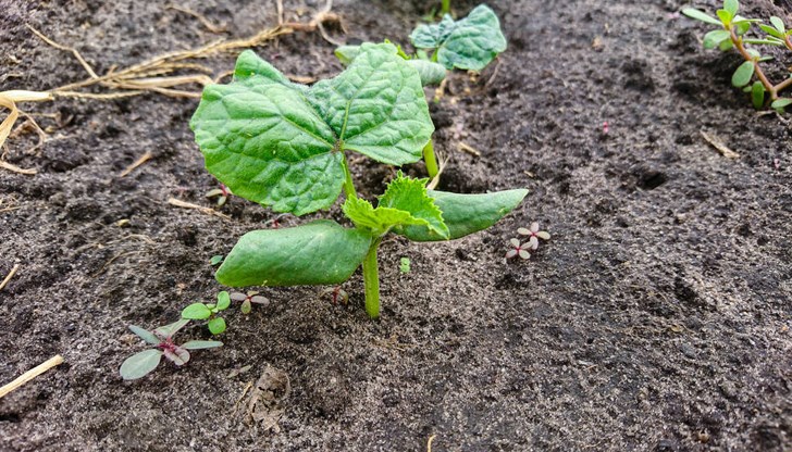 Тайните на богатата реколта Тайните на богатата реколта