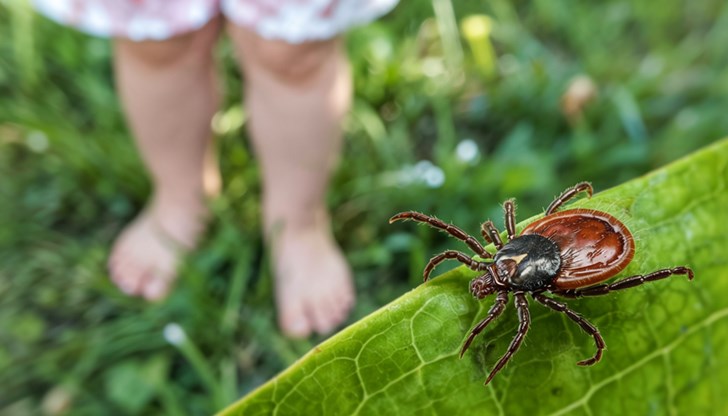 Русенци трябва да бъдат особено внимателни при разходки в парковете "Липник" и "Приста" Русенци трябва да бъдат особено внимателни при разходки в парковете "Липник" и "Приста"