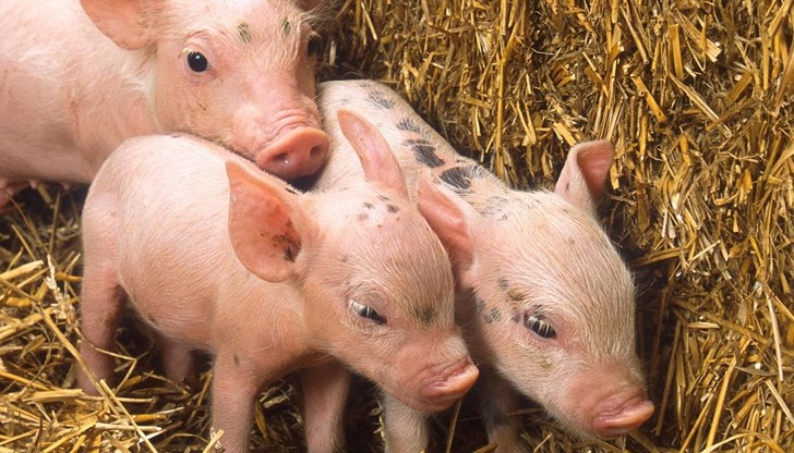 Откраднатите животни са на стойност 750 лева Откраднатите животни са на стойност 750 лева