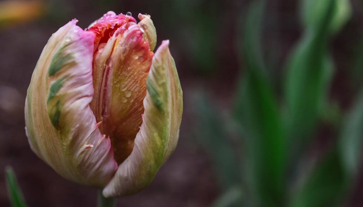 Сутрешните температури ще паднат под 5 градуса Сутрешните температури ще паднат под 5 градуса