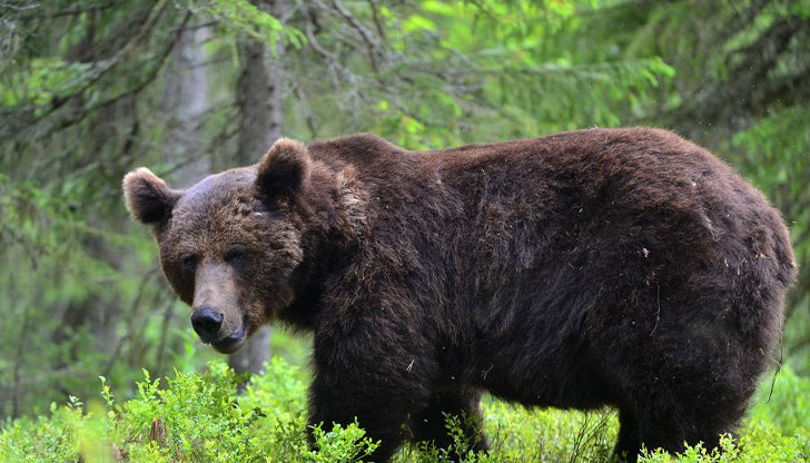 Жертва на мечка в Словакия предизвика безпрецедентен план за отстрел Жертва на мечка в Словакия предизвика безпрецедентен план за отстрел