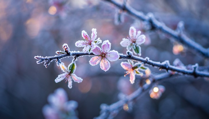 Студеният фронт носи сняг в планините и опасност от измръзване на селскостопанските култури Студеният фронт носи сняг в планините и опасност от измръзване на селскостопанските култури