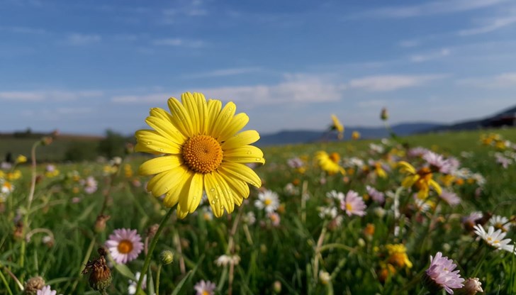 Температурите се повишават до 23 градуса през следващите дни Температурите се повишават до 23 градуса през следващите дни