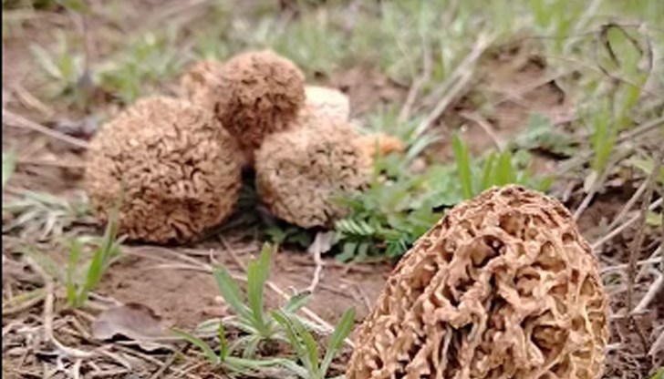 От хижа "Минзухар" съобщават за начало на сезона на смръчкулата От хижа "Минзухар" съобщават за начало на сезона на смръчкулата