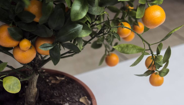 Условието е да има минимум шест часа пряка слънчева светлина дневно Условието е да има минимум шест часа пряка слънчева светлина дневно