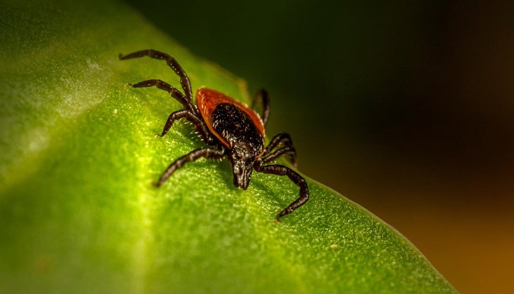 При ухапване от кърлеж незабавно потърсете медицинска помощ При ухапване от кърлеж незабавно потърсете медицинска помощ