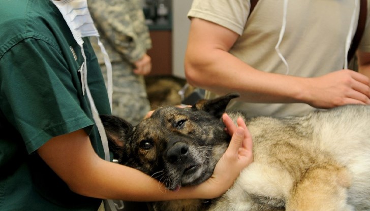 Ветеринари в русенска клиника работят денонощно за спасяването на животно с 70% изгубена кожа след пътен инцидент Ветеринари в русенска клиника работят денонощно за спасяването на животно с 70% изгубена кожа след пътен инцидент