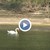 Лебед се появи във водите на река Дунав Лебед се появи във водите на река Дунав