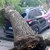 Огромно дърво падна върху автомобил в центъра на Благоевград Огромно дърво падна върху автомобил в центъра на Благоевград