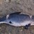 Морето изхвърли мъртви делфини на плаж в Шкорпиловци Морето изхвърли мъртви делфини на плаж в Шкорпиловци