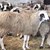 Още едно елитно стадо от 150 овце и агнета замина към Екарисажа Още едно елитно стадо от 150 овце и агнета замина към Екарисажа