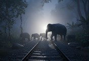 Седем слона загинаха при сблъсък с влак в Индия Седем слона загинаха при сблъсък с влак в Индия