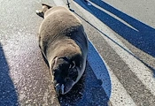 Тюлен монах пропълзя по шосе в Гърция Тюлен монах пропълзя по шосе в Гърция