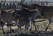 Бебе от вида антилопа кана се роди в Бургас Бебе от вида антилопа кана се роди в Бургас