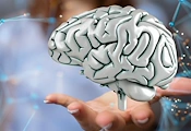 Учени: Мозъкът се обновява до края на живота Учени: Мозъкът се обновява до края на живота