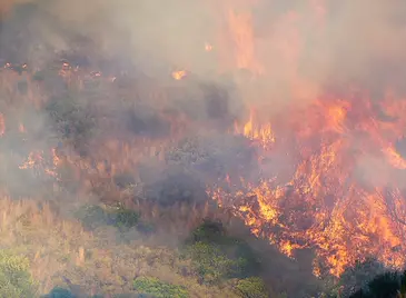 70 декара широколистна гора изгоряха в Русенско за година 70 декара широколистна гора изгоряха в Русенско за година