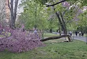 Силният вятър събори дърво в Парка на младежта в Русе Силният вятър събори дърво в Парка на младежта в Русе