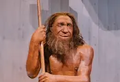 Дървено копие доказа как неандерталците са поваляли 4-метрови слонове Дървено копие доказа как неандерталците са поваляли 4-метрови слонове