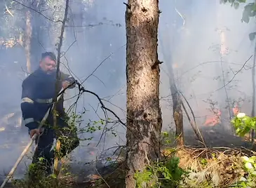Паднал върху далекопровод бор запали гора в Русенско Паднал върху далекопровод бор запали гора в Русенско