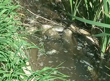 Стотици мъртви риби изплуваха в езерото "Липник" Стотици мъртви риби изплуваха в езерото "Липник"