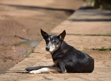 Глутница кучета нахапаха дете в Обретеник Глутница кучета нахапаха дете в Обретеник