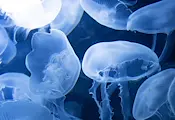 Морето изхвърли хиляди медузи край Кушадасъ Морето изхвърли хиляди медузи край Кушадасъ