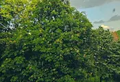 Силна градушка и порой удариха центъра на София Силна градушка и порой удариха центъра на София