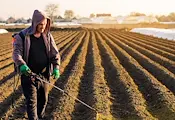 Фермери заменят скъпите торове с човешка урина Фермери заменят скъпите торове с човешка урина