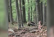 Мъж оцеля след нападение от 150-килограмова мечка Мъж оцеля след нападение от 150-килограмова мечка