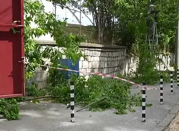 Бурен вятър повали дървета в Русе Бурен вятър повали дървета в Русе