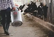 Германия оглави европейското производство на сурово мляко Германия оглави европейското производство на сурово мляко
