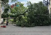 Марин Койнов: Опасни изгнили дървета падат внезапно в Русе Марин Койнов: Опасни изгнили дървета падат внезапно в Русе