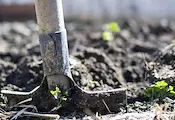 Засаждат 400 нови дървета в Русе Засаждат 400 нови дървета в Русе