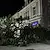 Огромно дърво рухна на улица „Александровска“ в Русе Огромно дърво рухна на улица „Александровска“ в Русе