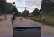 Пуснаха глутница огромни кангали по улиците на село Николово Пуснаха глутница огромни кангали по улиците на село Николово