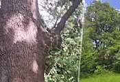 Държавата защити 500-годишен дъб в село Извор Държавата защити 500-годишен дъб в село Извор