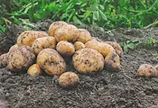 Човешки ген увеличи добива на ориз и картофи с 50% Човешки ген увеличи добива на ориз и картофи с 50%
