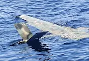 Военни водолази унищожиха дрейфащ дрон край бреговете на Ахтопол Военни водолази унищожиха дрейфащ дрон край бреговете на Ахтопол