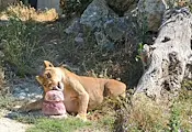 Симба и Косара отпразнуваха шести рожден ден Симба и Косара отпразнуваха шести рожден ден