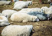 Откриха шарка по овцете в село Дълбок извор Откриха шарка по овцете в село Дълбок извор
