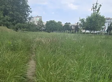 Неокосена трева "поглъща" пътеката до детска градина в Русе Неокосена трева "поглъща" пътеката до детска градина в Русе