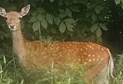Сърна допусна на метри от себе си кмета на Община Родопи Сърна допусна на метри от себе си кмета на Община Родопи