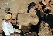 Археолози откриха монументална статуя на 2500 години Археолози откриха монументална статуя на 2500 години