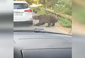 Мечка откъсна бронята на кола в Румъния Мечка откъсна бронята на кола в Румъния